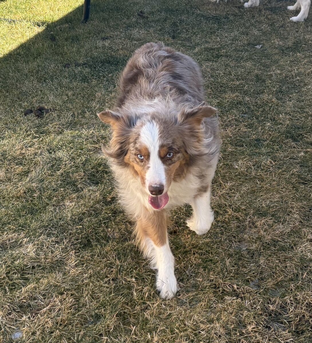 FOUND: Red Australian Shepherd