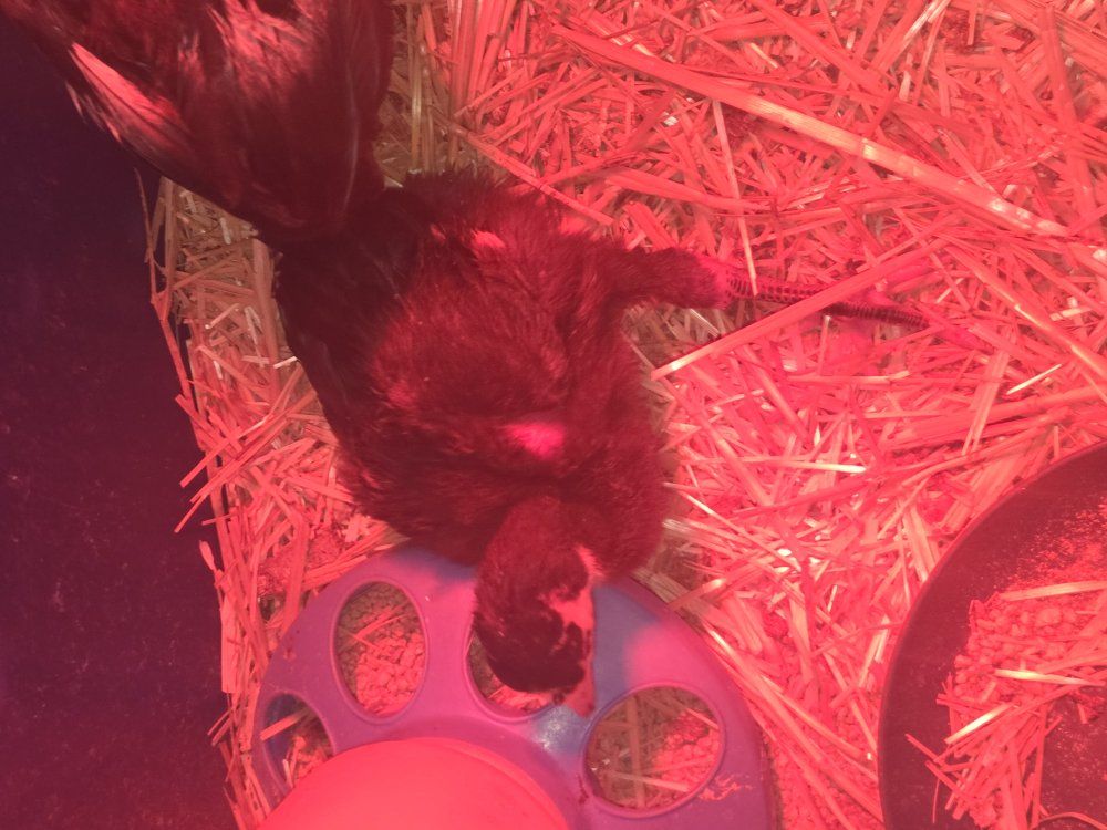baby turkey free