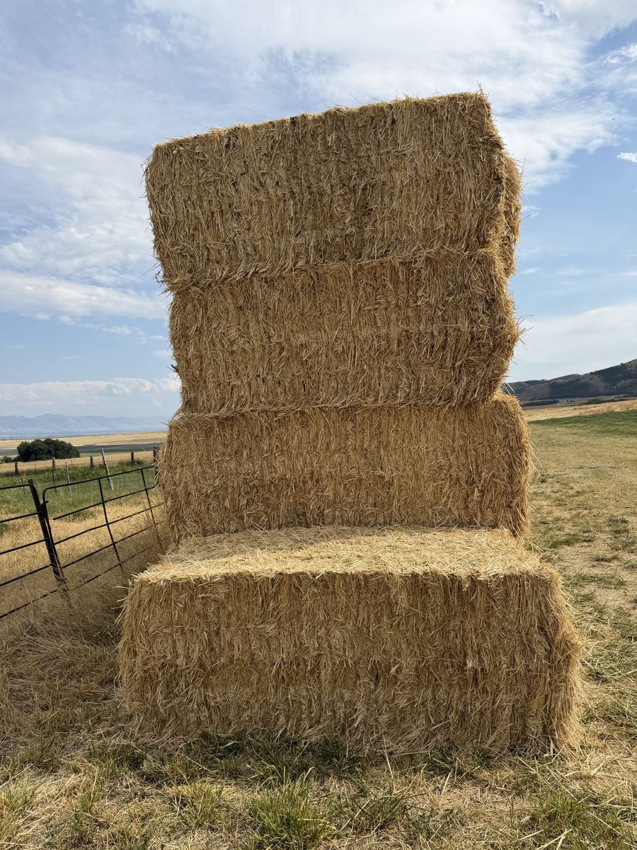 3x3x8 Square Straw Bales for Livestock & Bedding