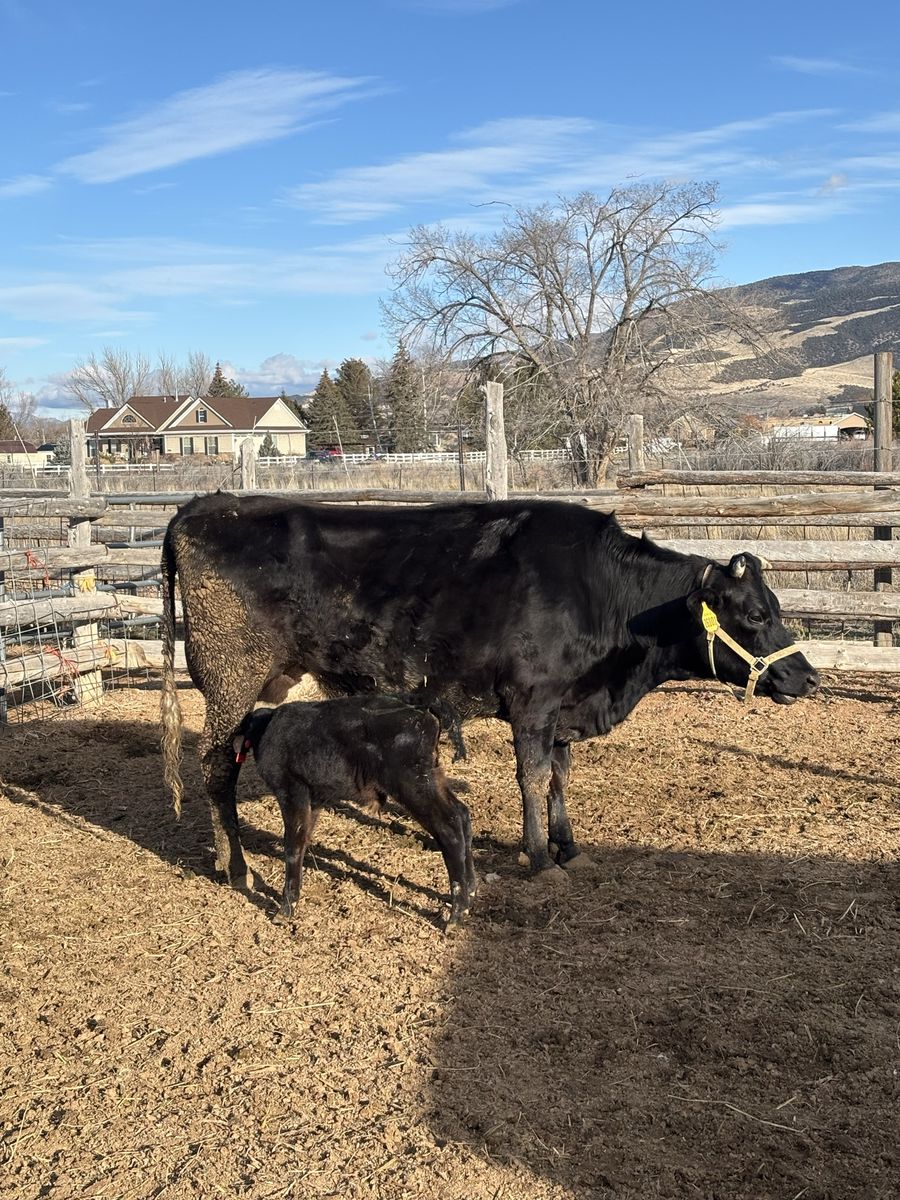 LOOKING FOR A BULL TO RENT