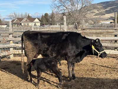 LOOKING FOR A BULL TO RENT