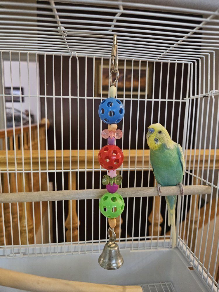 Sweet green and yellow parakeet looking for a loving new home.