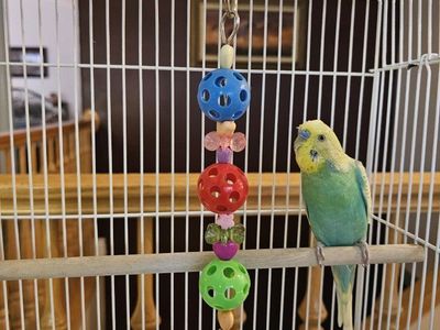 Sweet green and yellow parakeet looking for a loving new home.