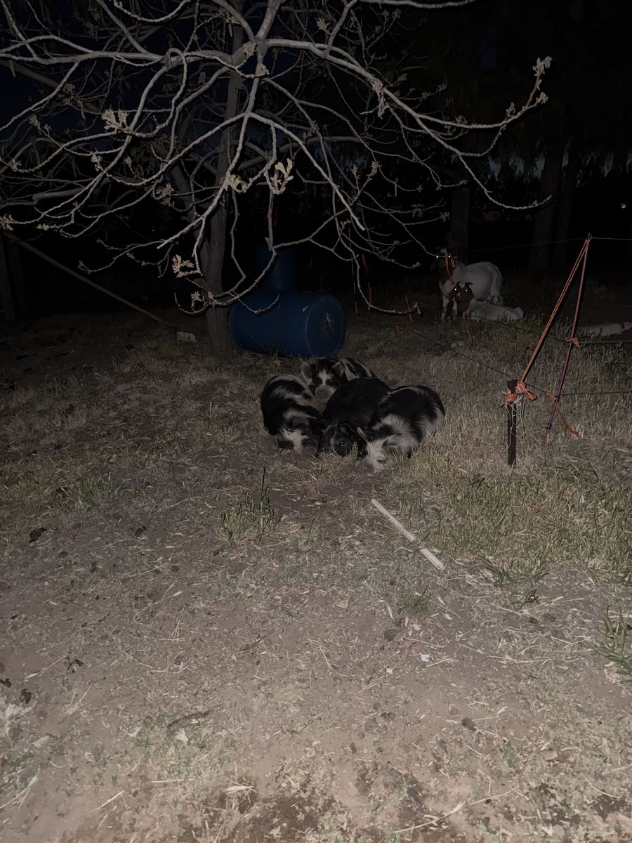 2 Kune Kune Boar
