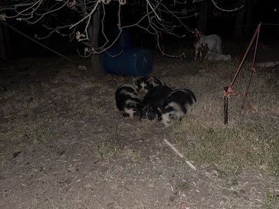 2 Kune Kune Boar