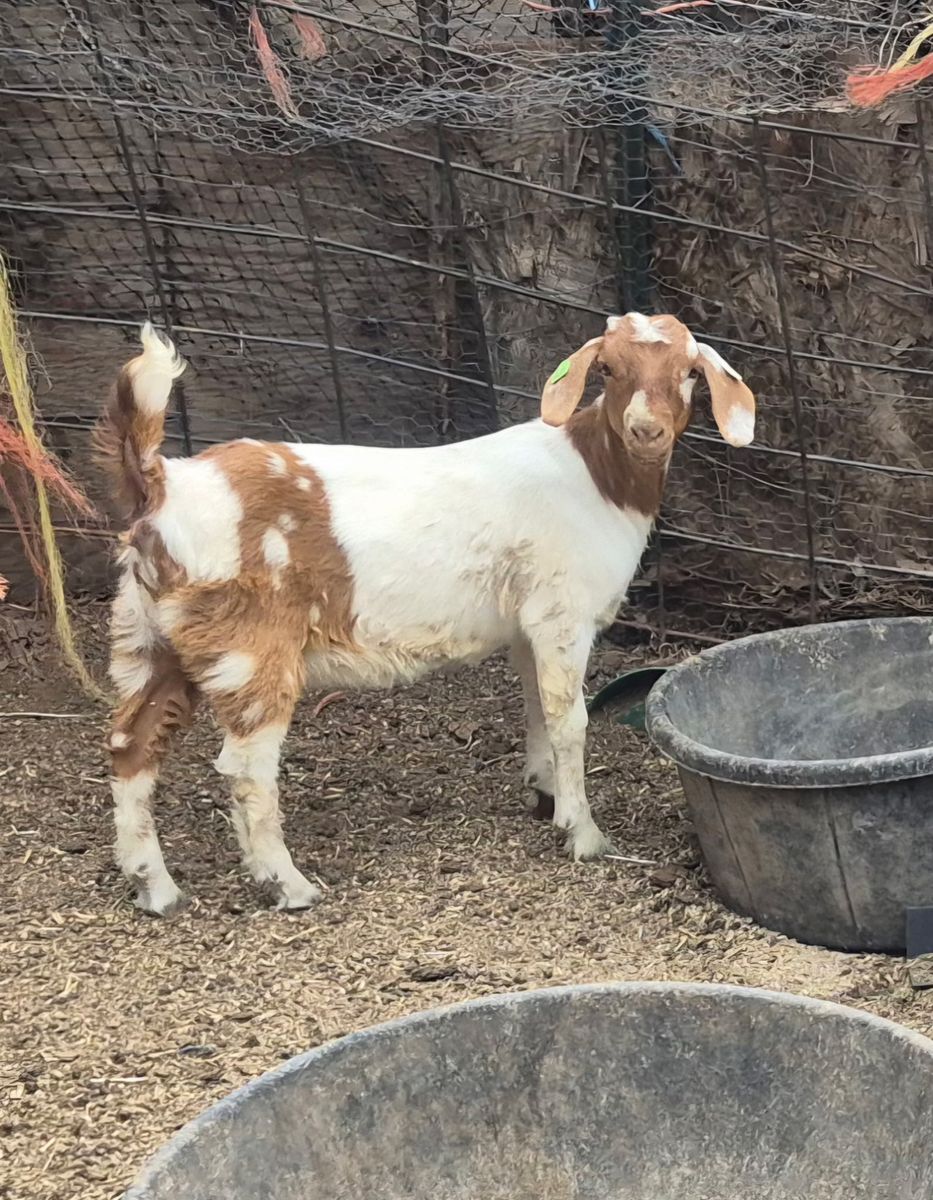Dapple Wetherbred Boer Doeling