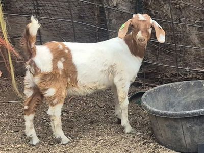 Dapple Wetherbred Boer Doeling