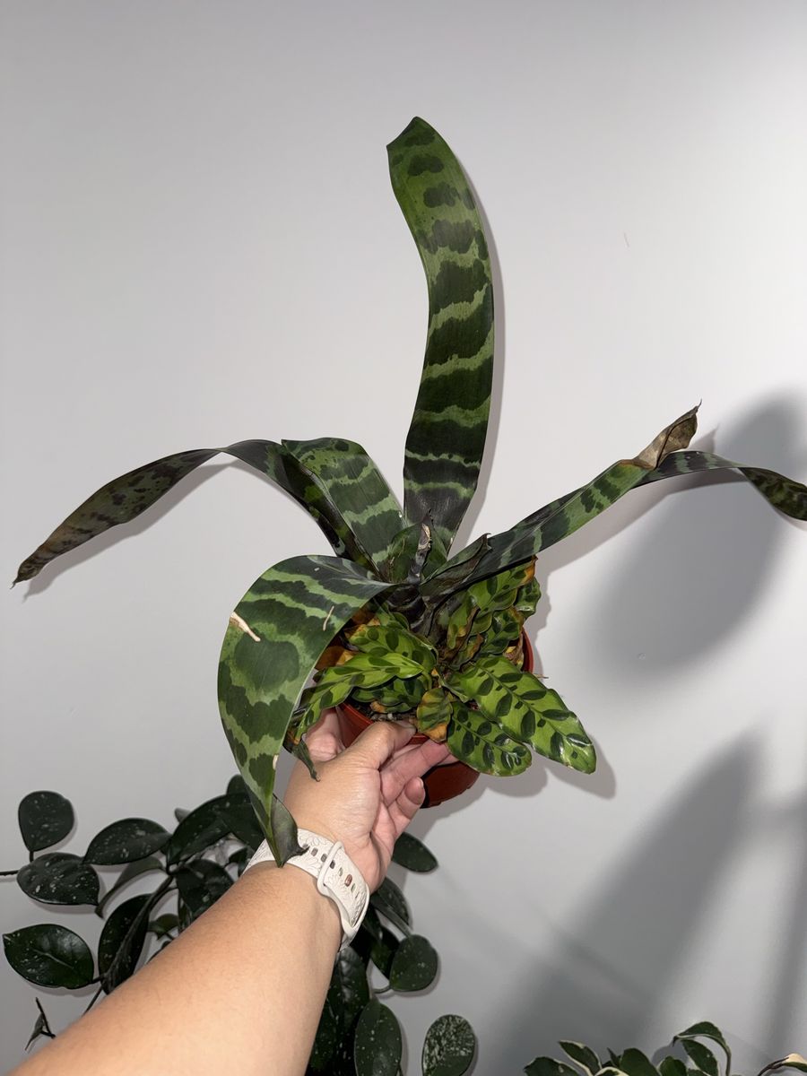 Main image 4