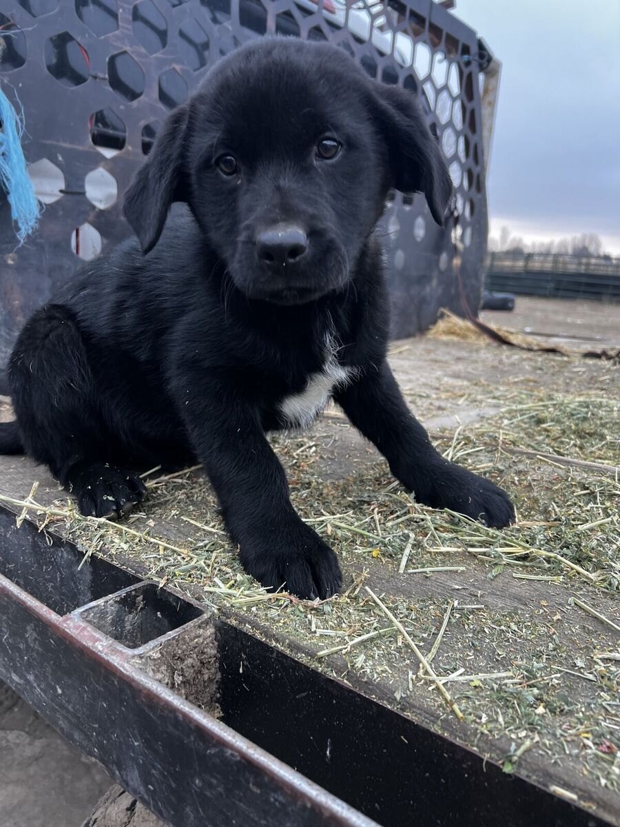 Border Collie mix puppy
