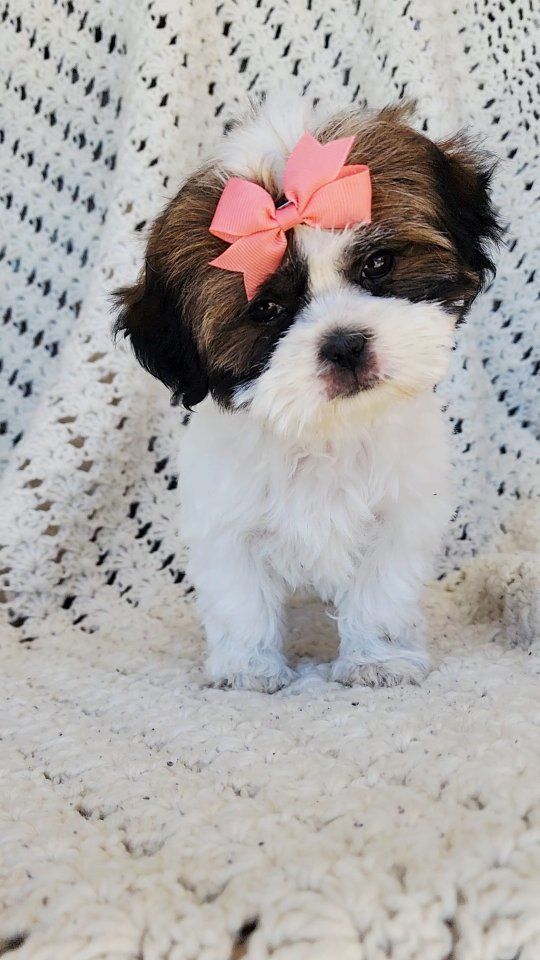 IMPERIAL SHIH TZU