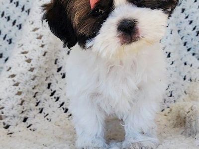 IMPERIAL SHIH TZU