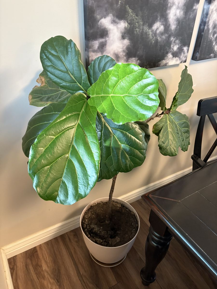 4.5 ft tall healthy fiddle leaf plant