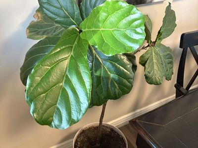 4.5 ft tall healthy fiddle leaf plant