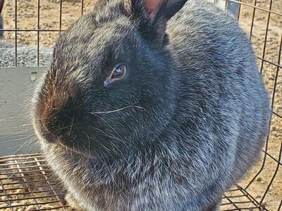 Male Silver Fox Rabbits