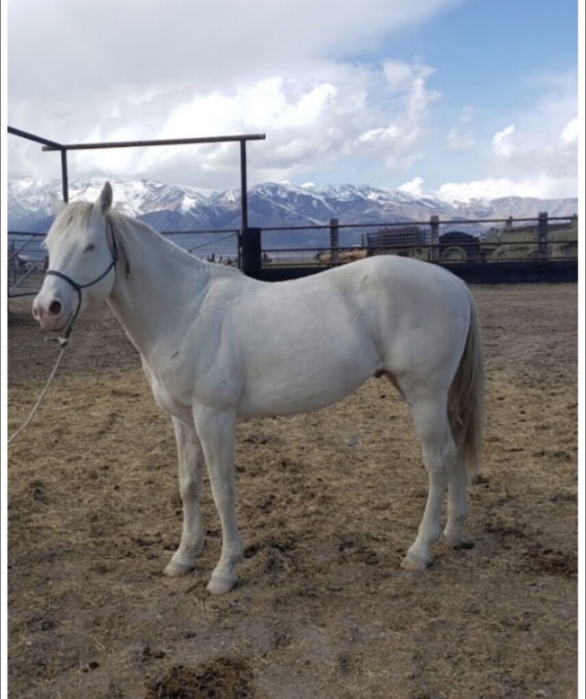 Docs Marshmellow Aqha Stallion