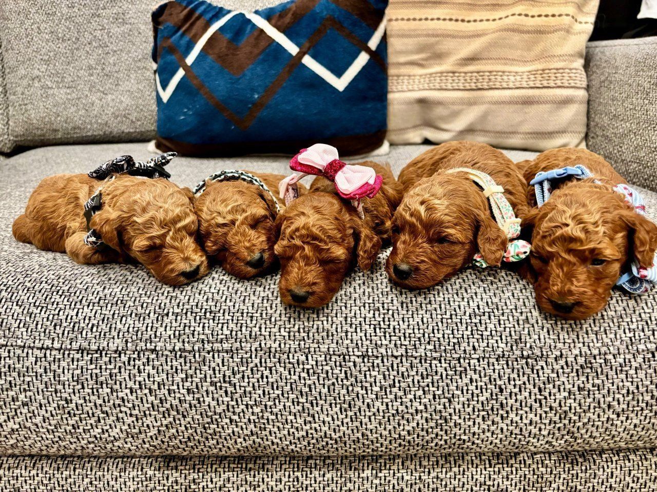 AKC mini  poodle Puppies  available!