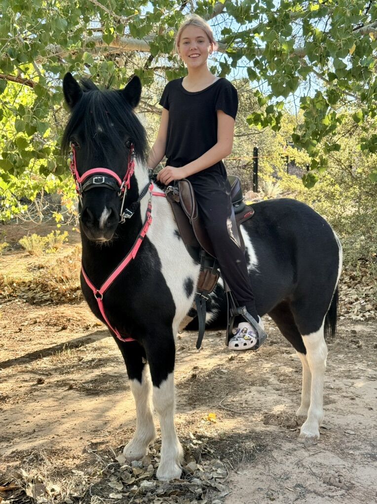 5-Gaited Imported Icelandic Mare