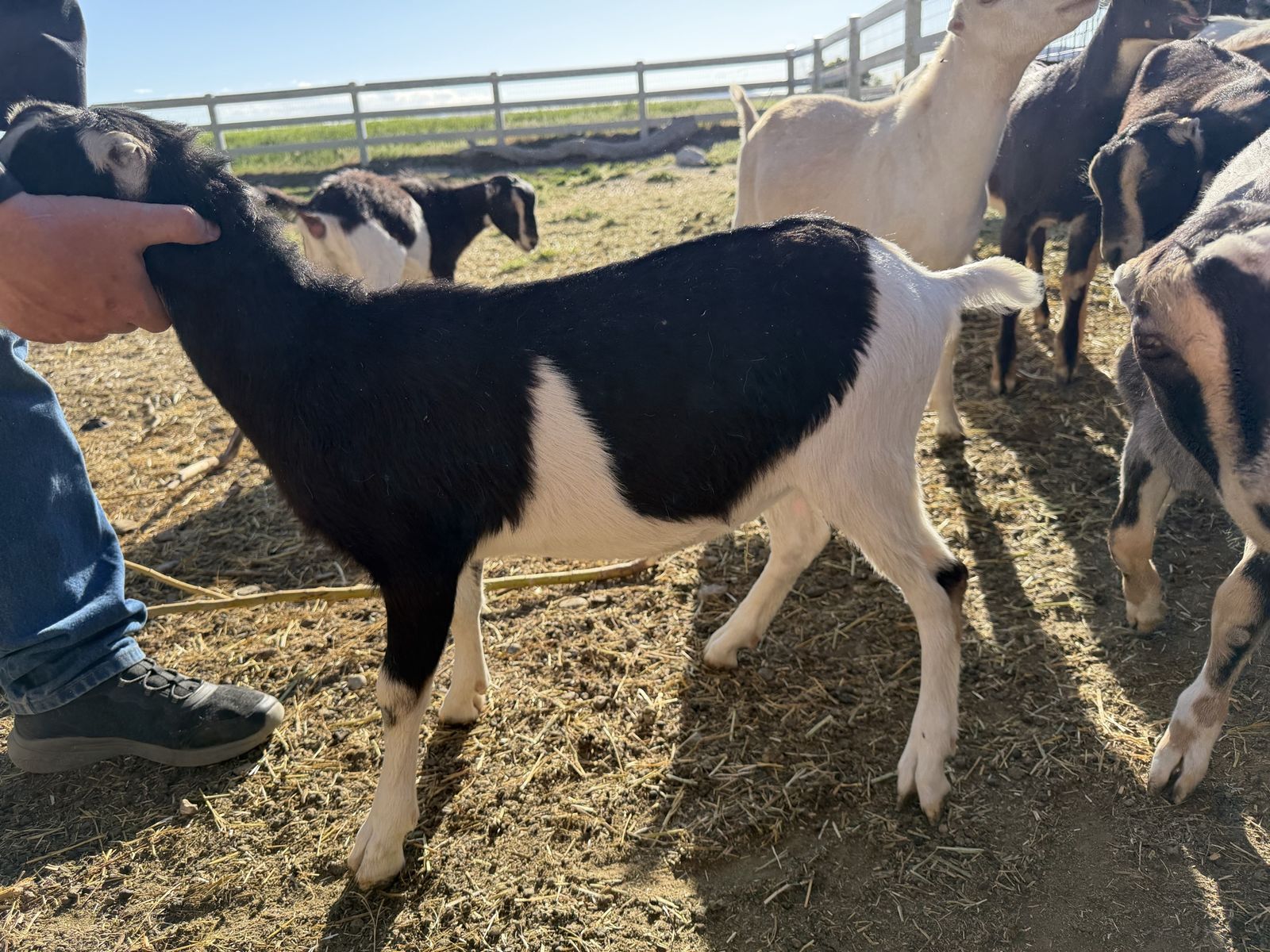 Adga registrable Lamancha doelings
