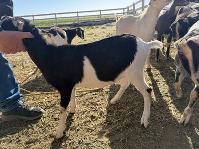 Adga registrable Lamancha doelings