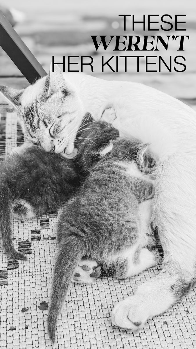 4 Female Kittens