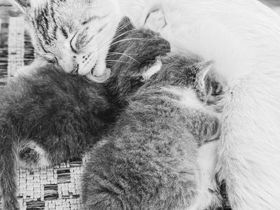 4 Female Kittens