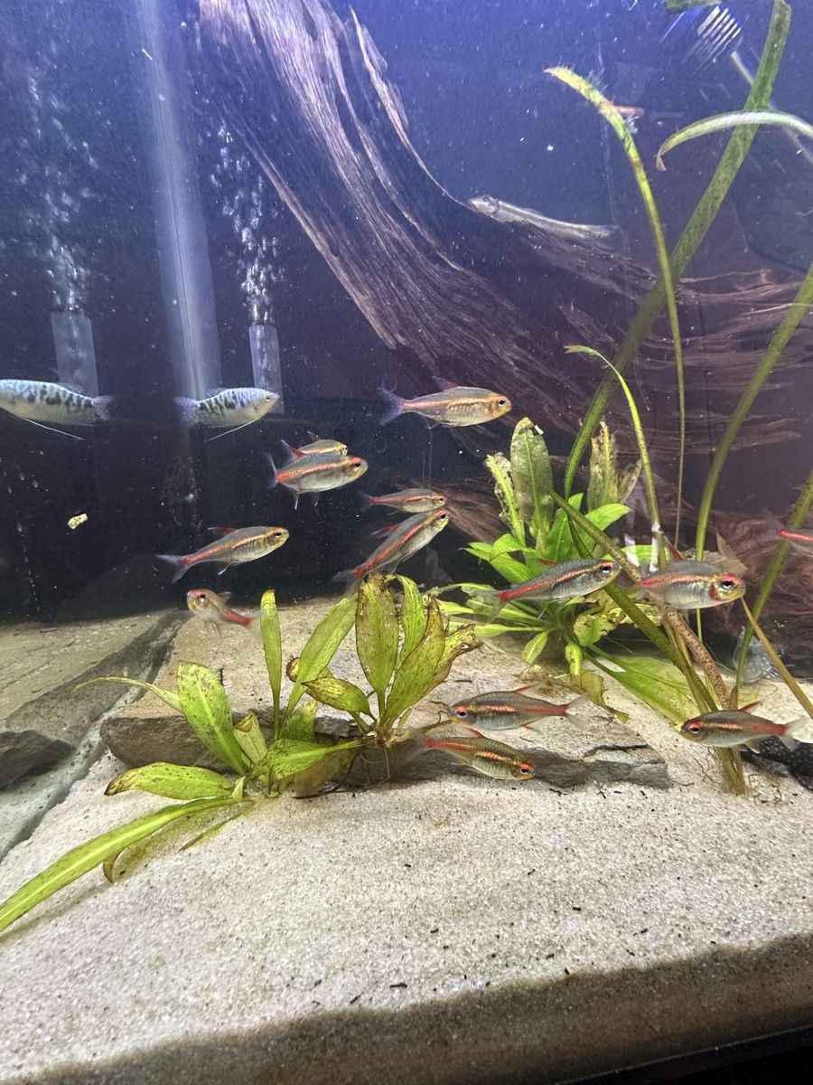 I have Fish for sale