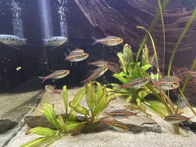 I have Fish for sale