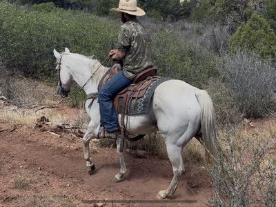 Fun 10 yr old ranch/trail/arena gelding!
