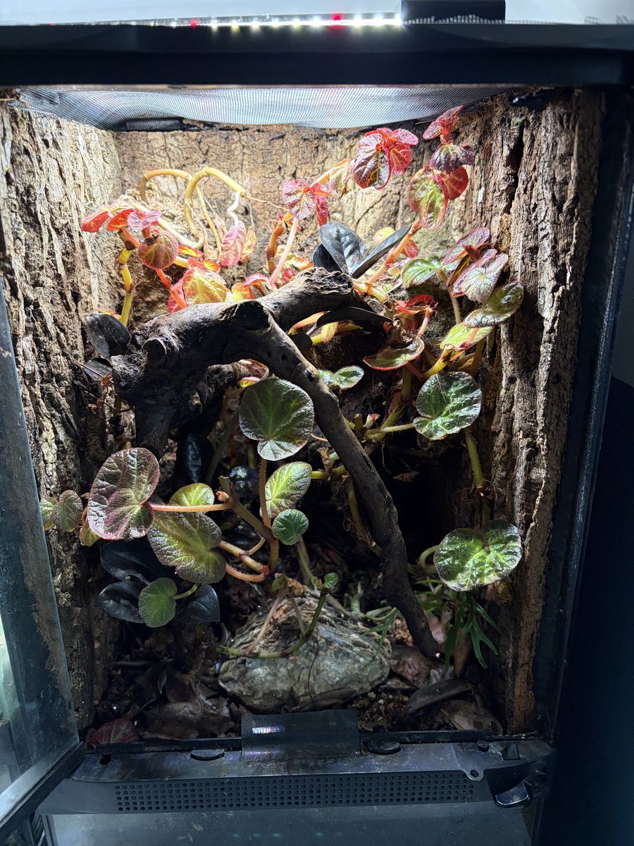 Gecko enclosure