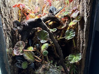 Gecko enclosure