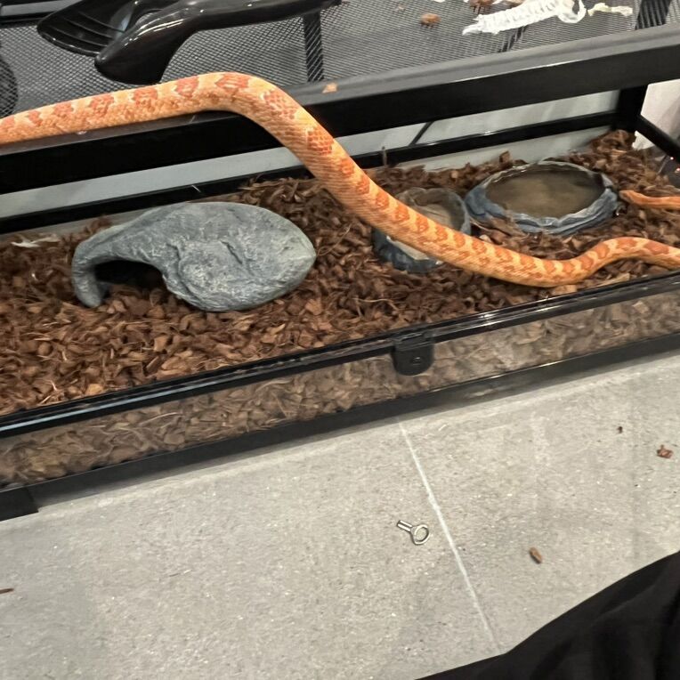 albno Corn Snake W Tank, Heater, Hide, Water Dish