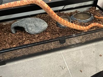 albno Corn Snake W Tank, Heater, Hide, Water Dish