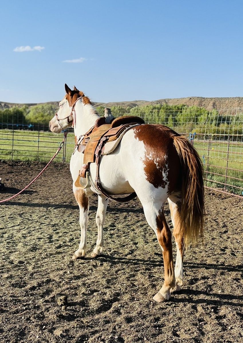 6-Year-Old Paint Gelding -l