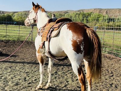 6-Year-Old Paint Gelding -l