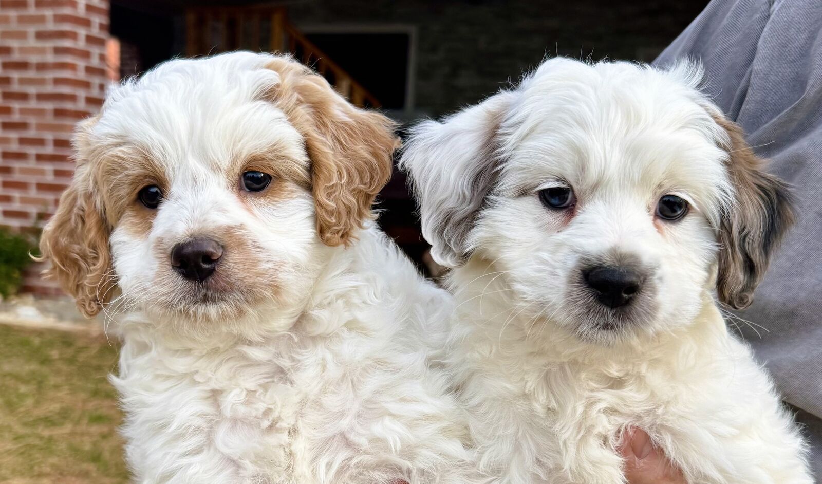 Mini Goldendoodle Puppy Golden Retriever Poodle 4th Gen Multi-Gen F1B F1 white parti puppies