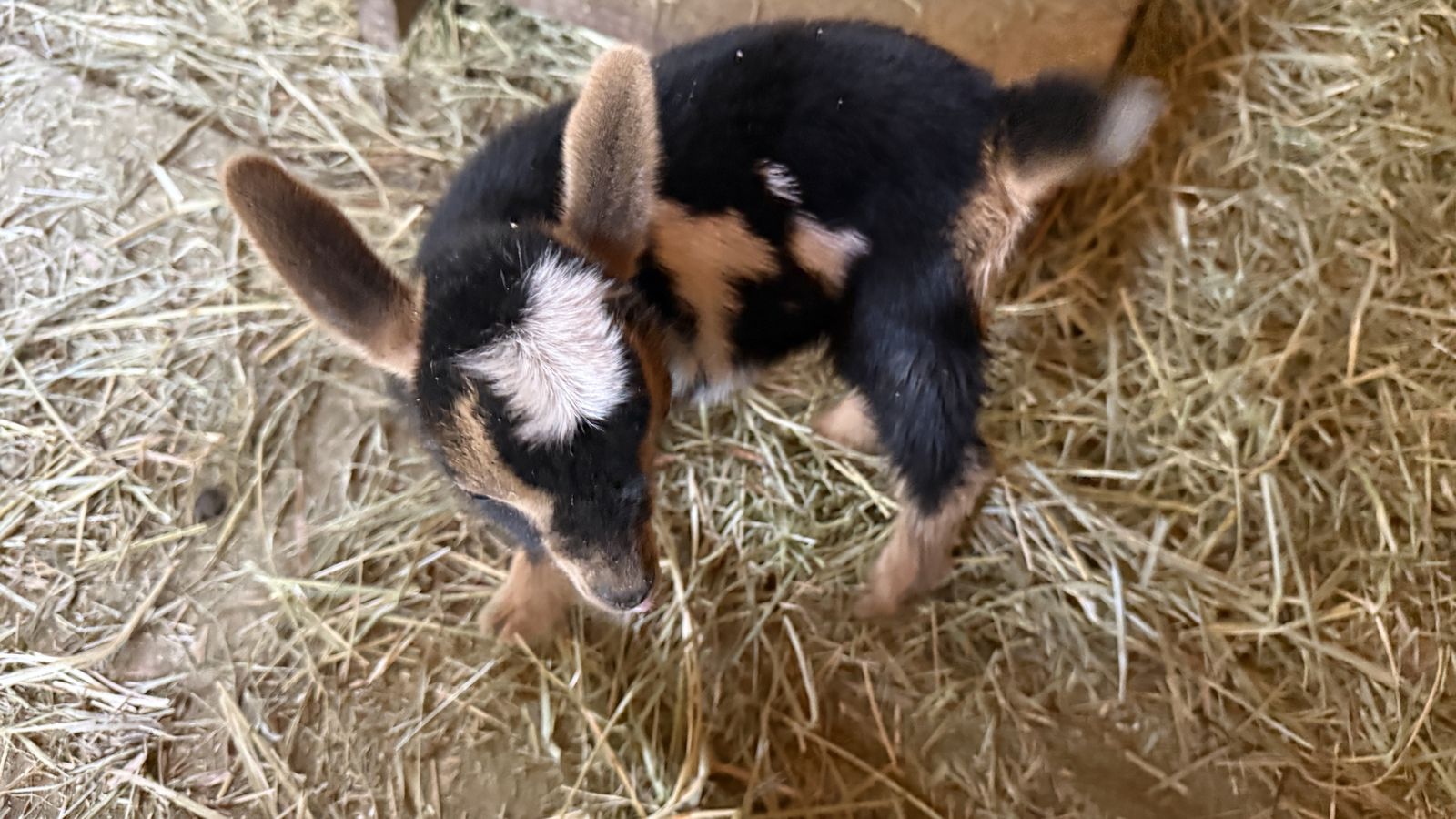 Registered Nigerian doeling