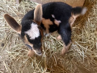 Registered Nigerian doeling