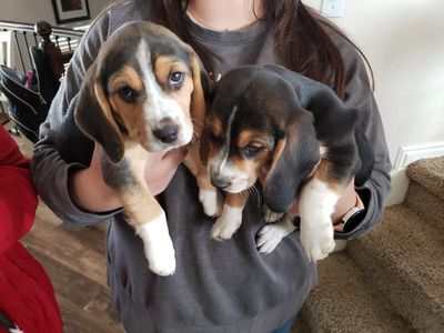 AKC BEAGLE PUPPIES