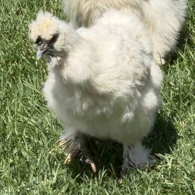 Silkie hen