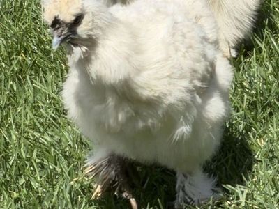 Silkie hen