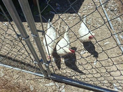 Laying Hens - White Leghorns - Productive Backyard Chickens - Healthy and Active