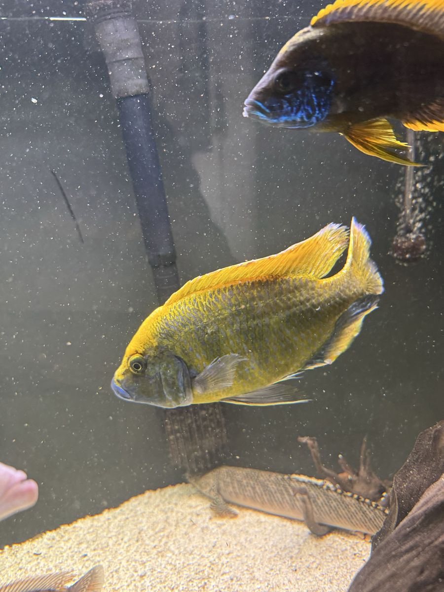 8 inch venustus