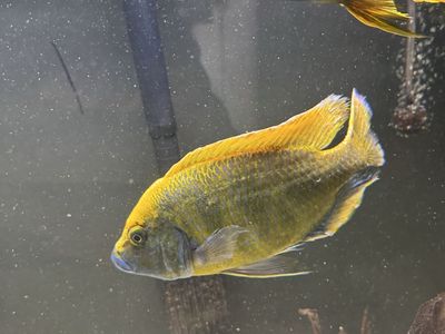 8 inch venustus