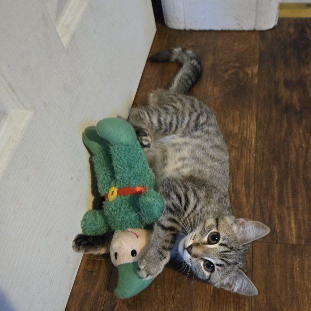 Last 1/4,Savannah 3/4 tabby kitten