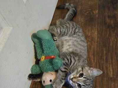 Last 1/4,Savannah 3/4 tabby kitten