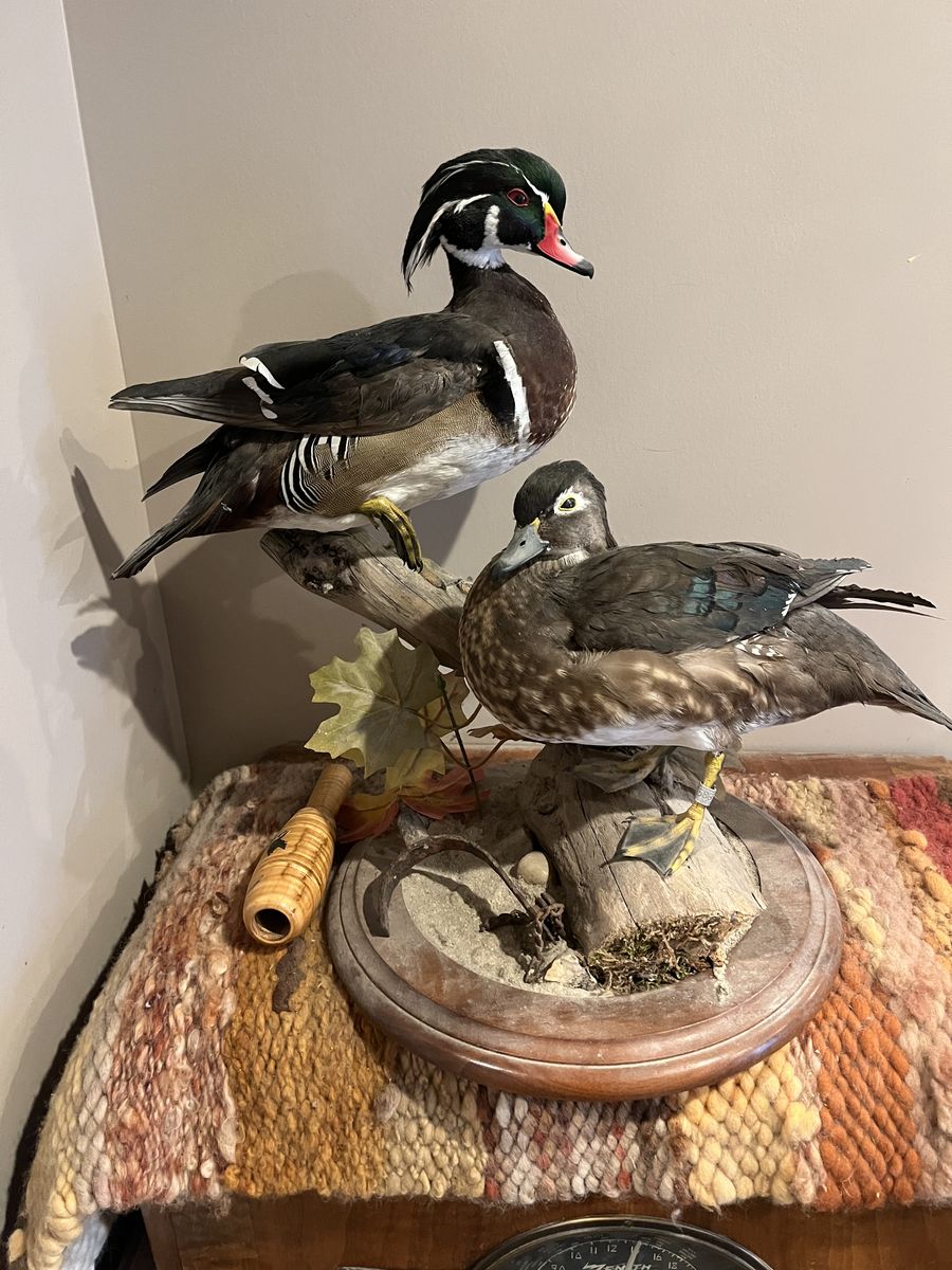 Duck Mounts