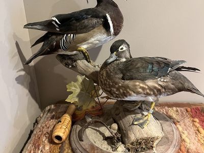 Duck Mounts