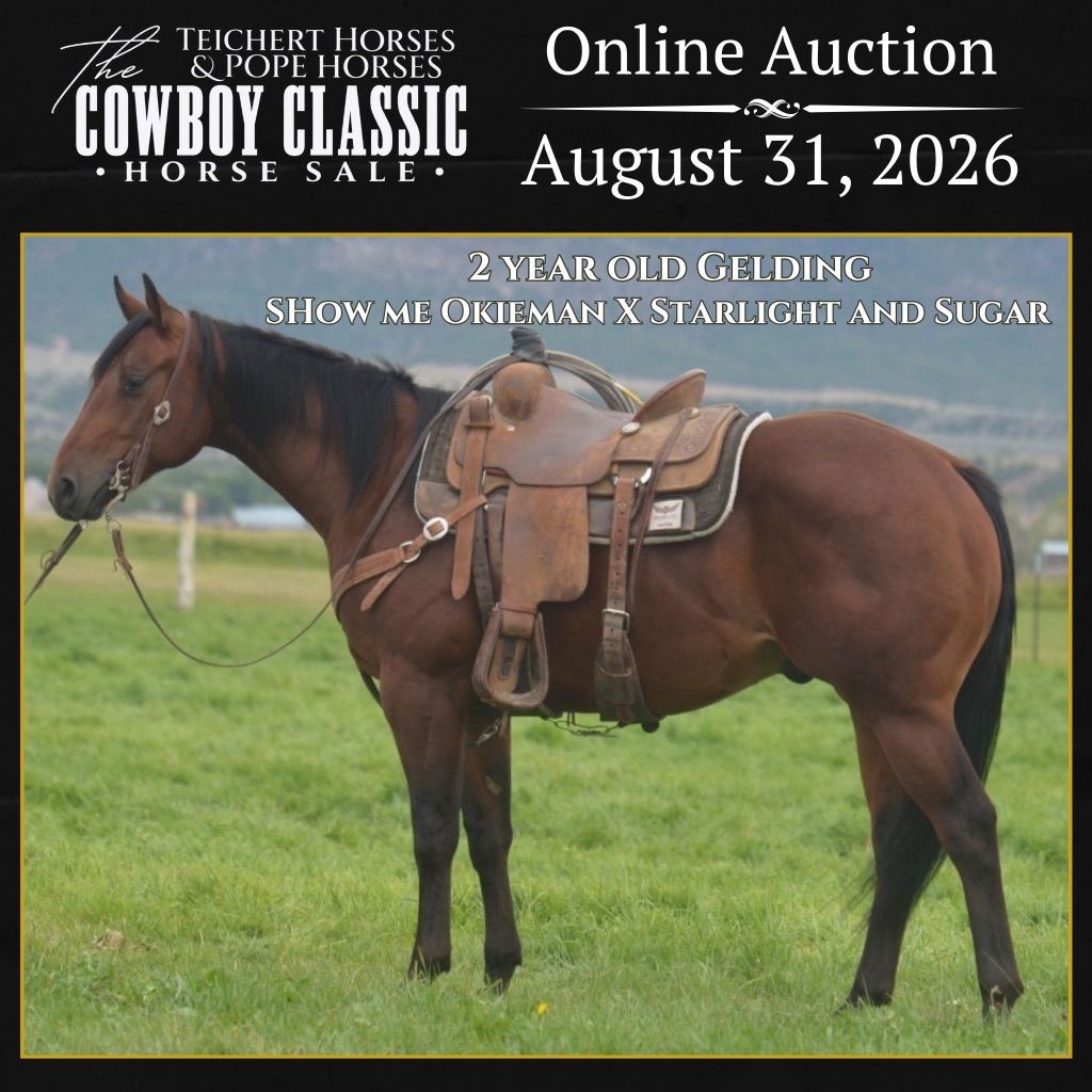 Solid 2 Year Old Gelding