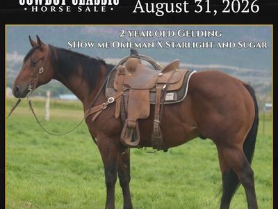 Solid 2 Year Old Gelding