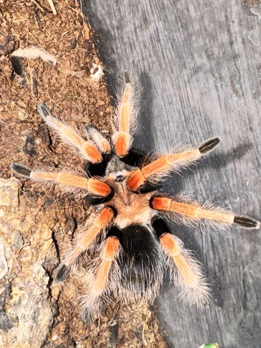 Mexican fire leg tarantula